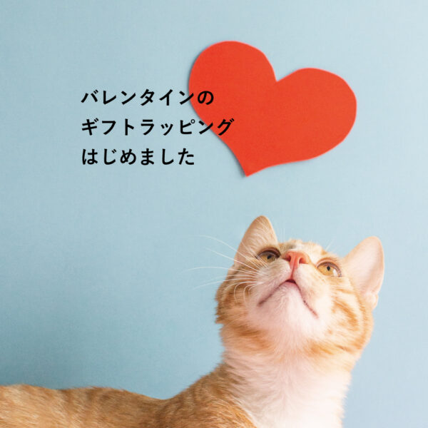 バレンタインにねこいちゃを贈りませんか？♡